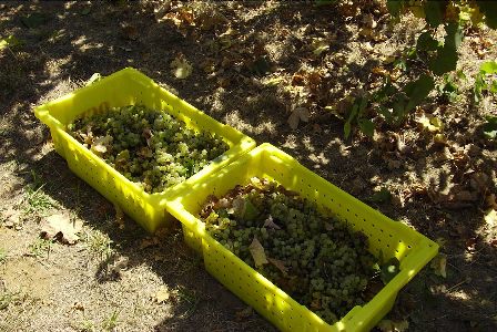 Picking Bins with Riesling